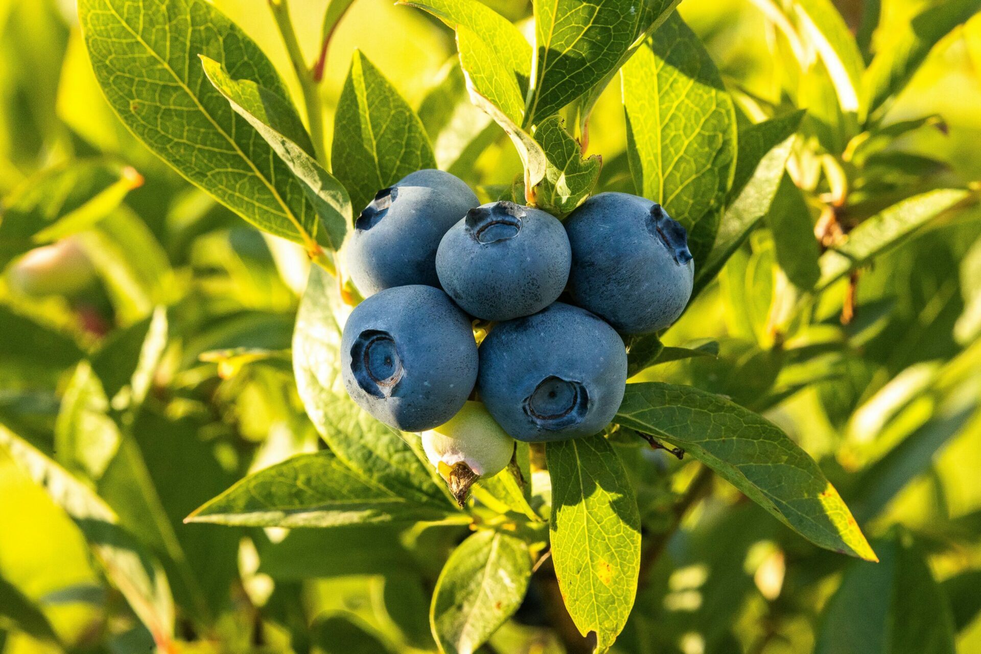 Blueberries & Fasting