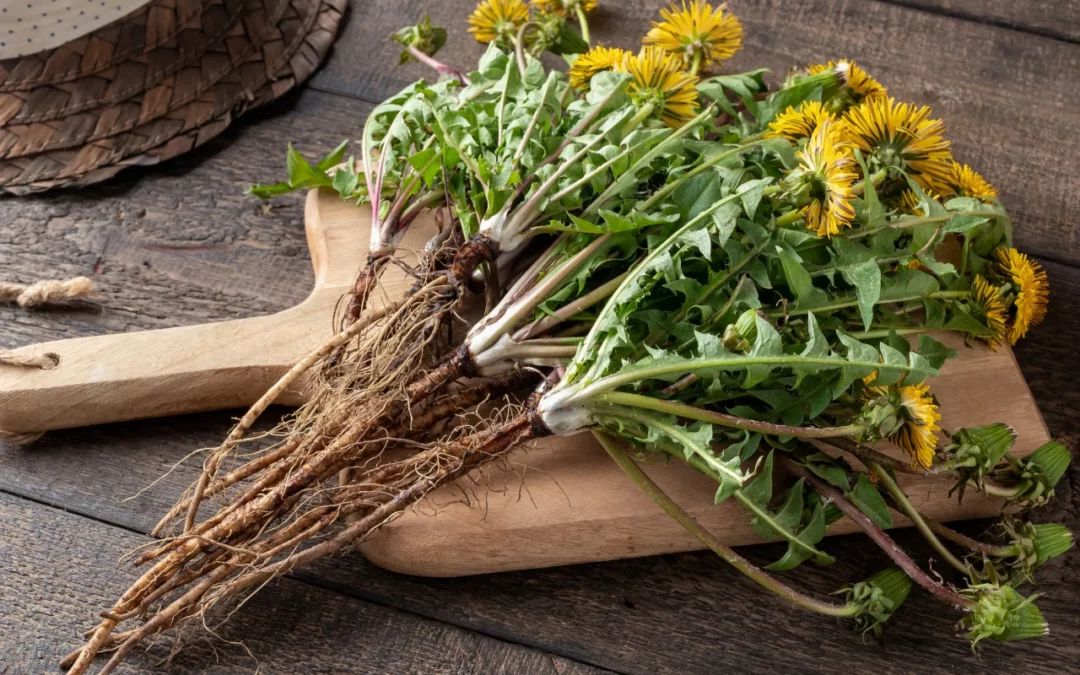 Dandelion Root & Fasting