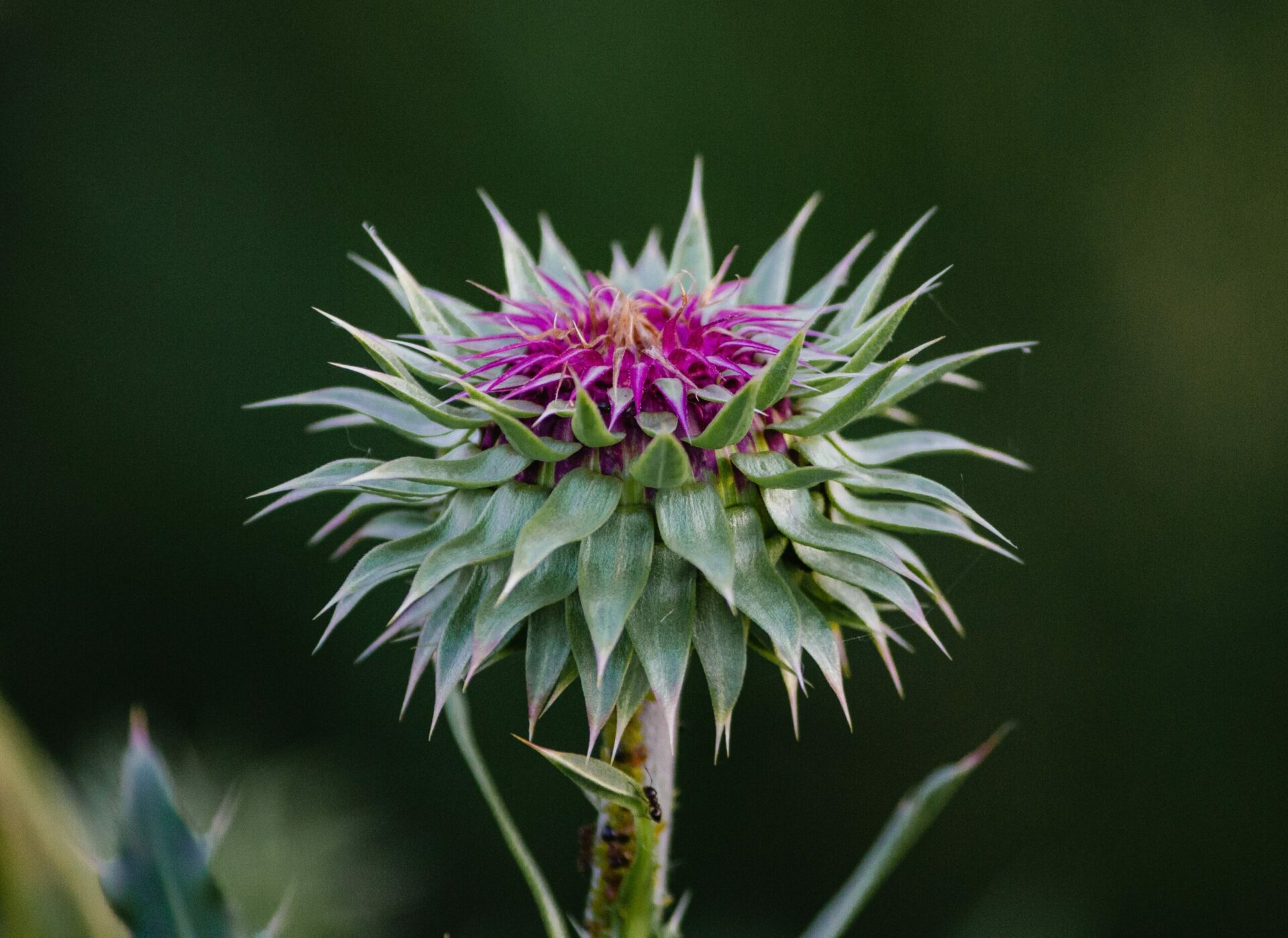 Milk Thistle & Fasting